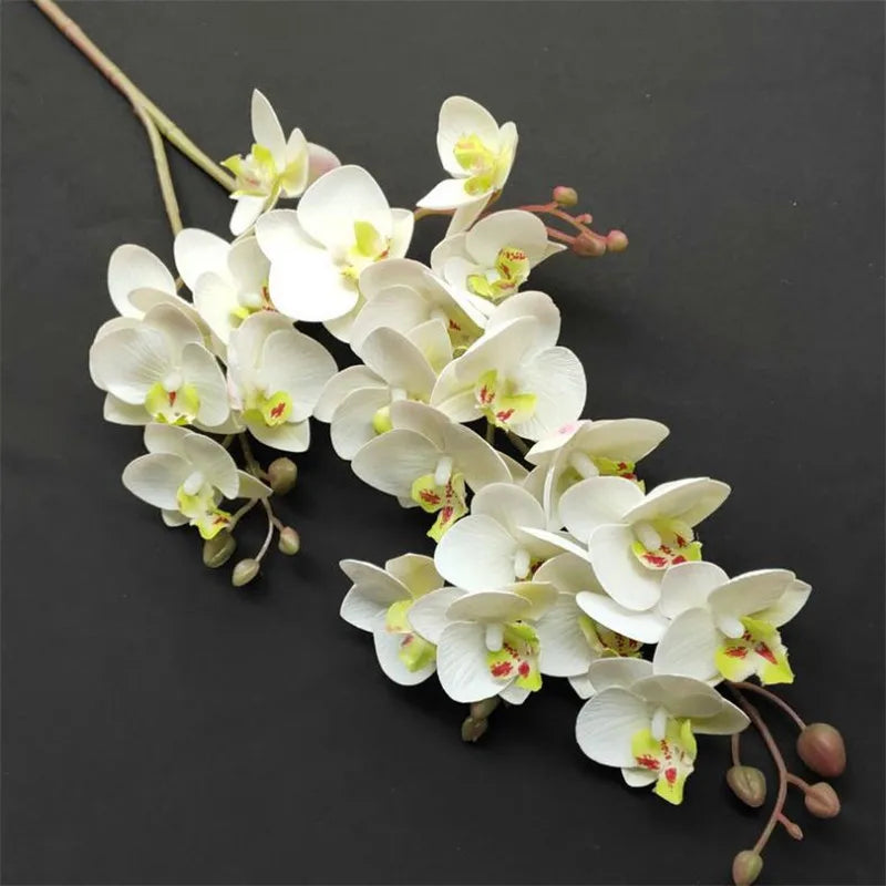 Beautiful Latex Butterfly Orchid