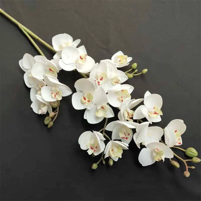 Beautiful Latex Butterfly Orchid