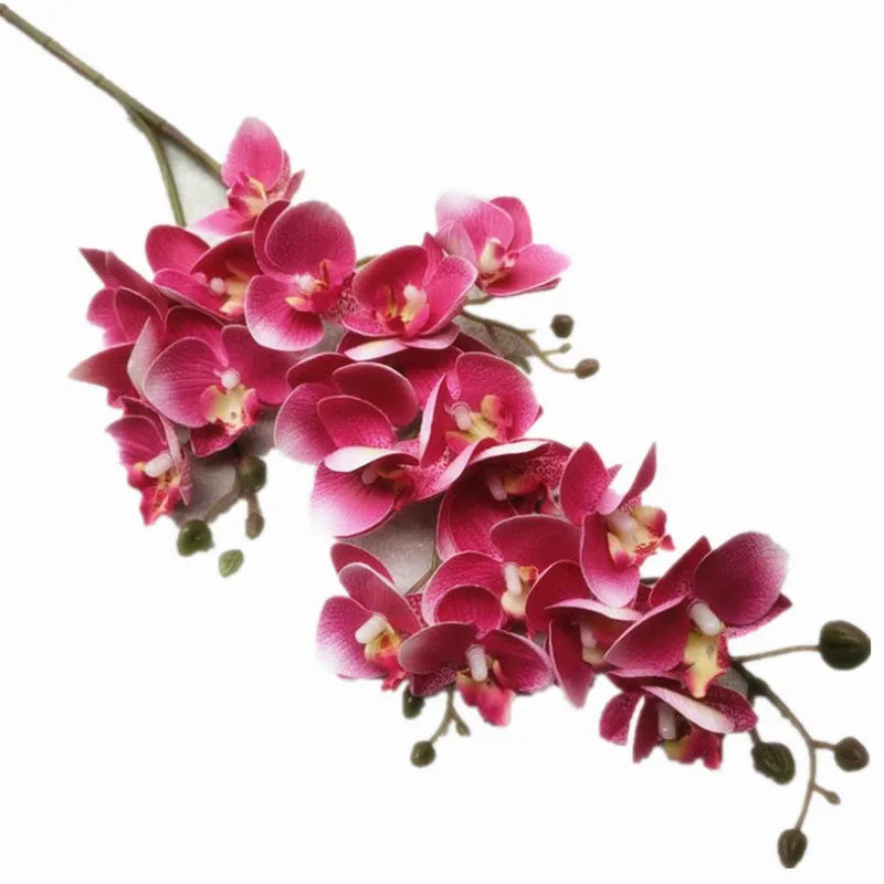 Beautiful Latex Butterfly Orchid