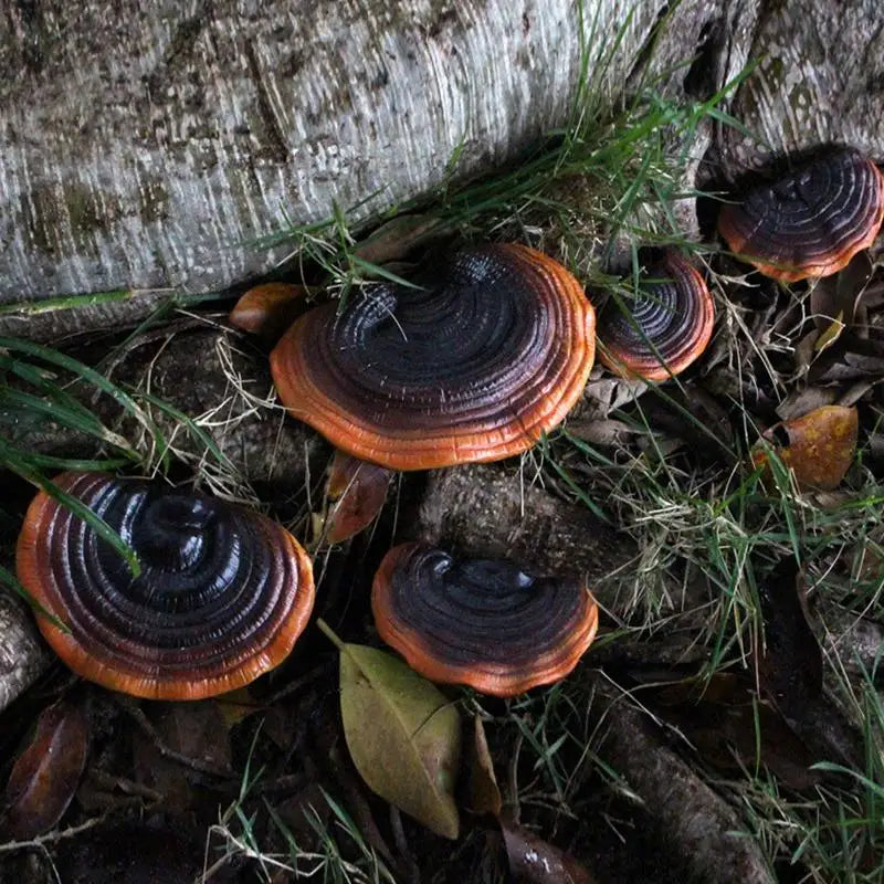 5pcs Resin Tree Hugger Ganoderma Mushroom Figurines